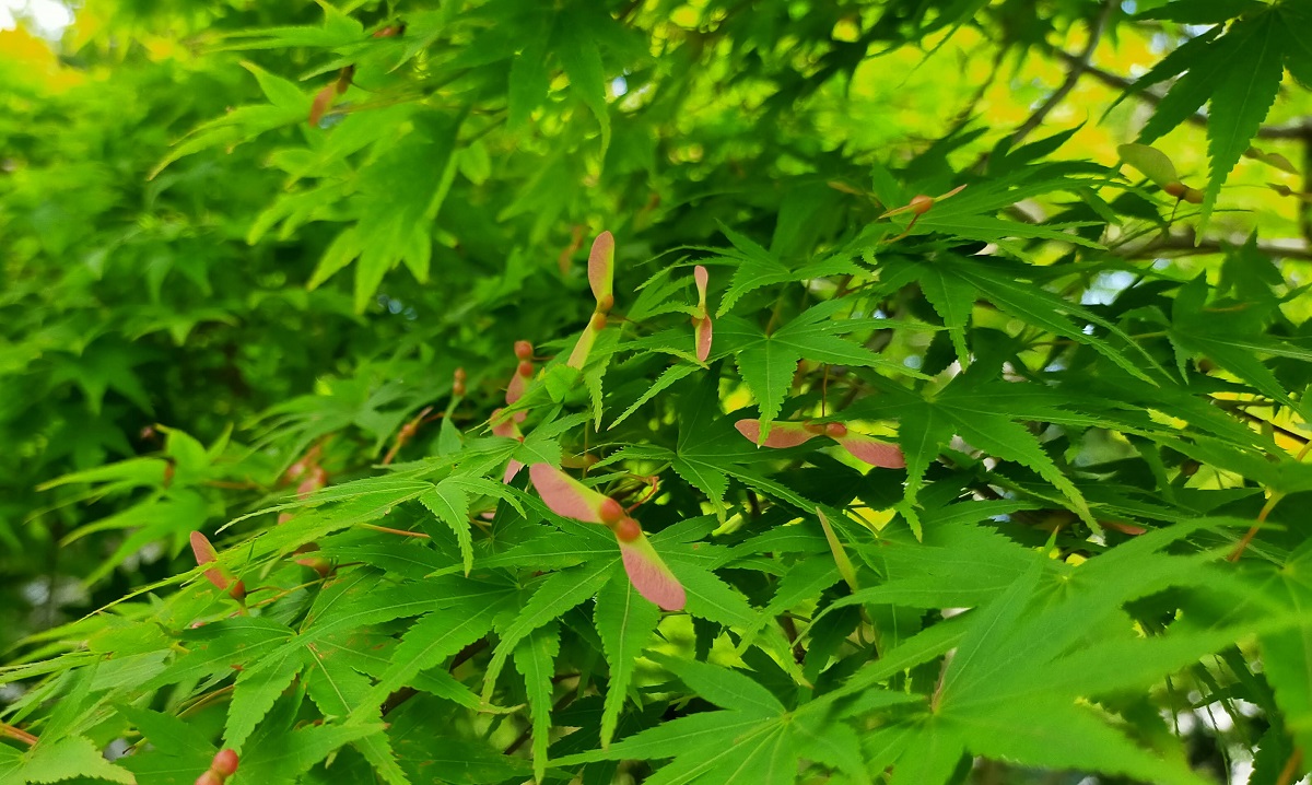 もみじの翼果