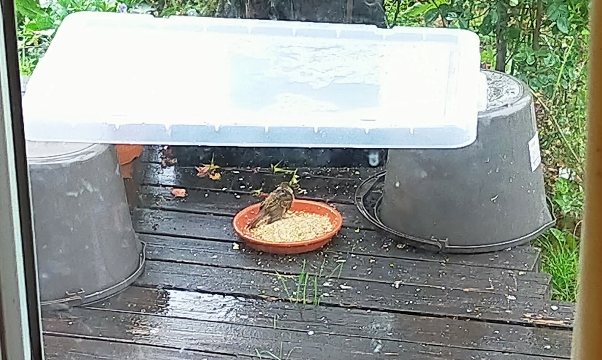 雨宿りする子スズメちゃん