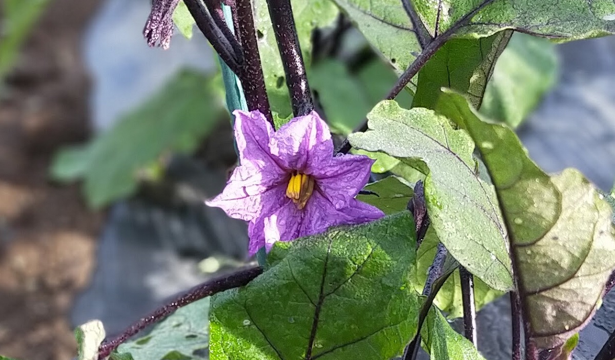 ナスの花