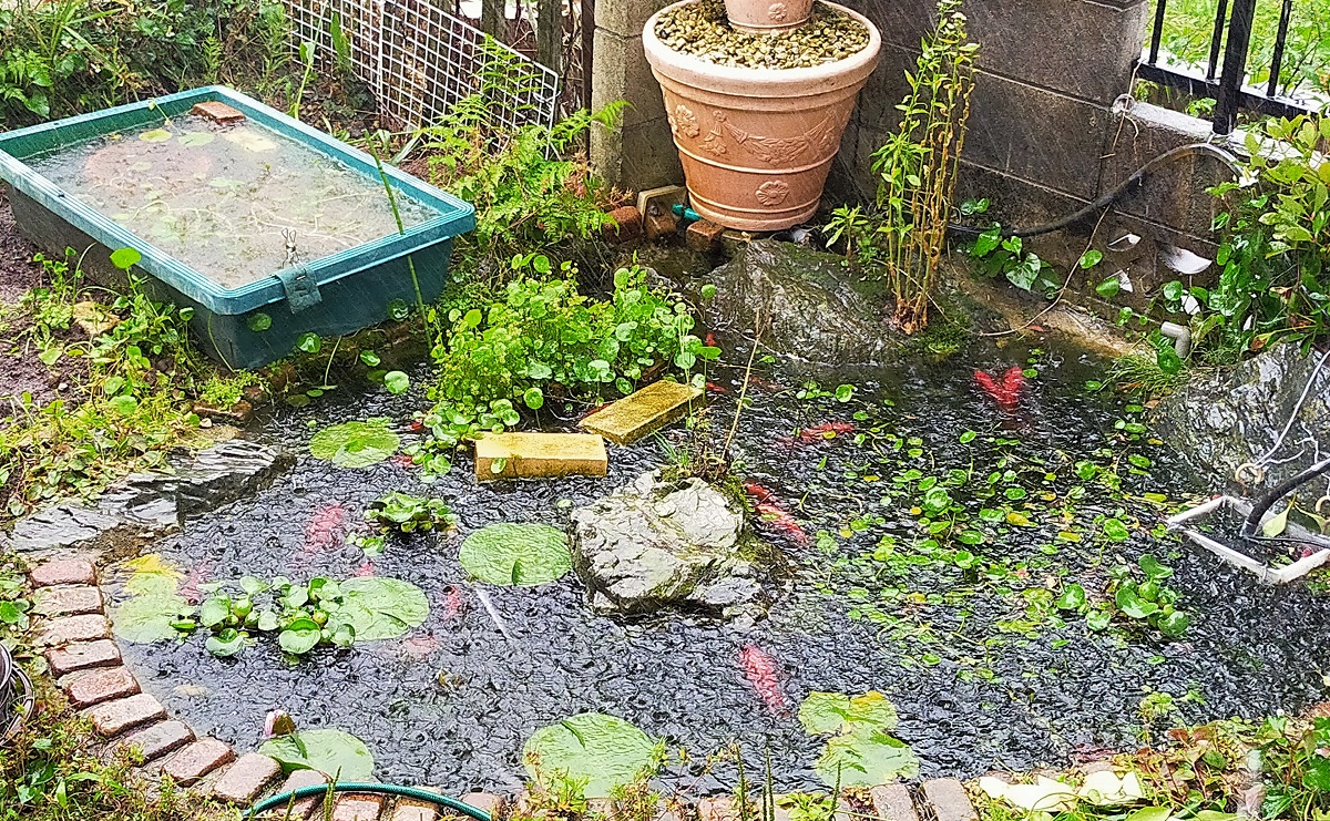 ゲリラ豪雨の池