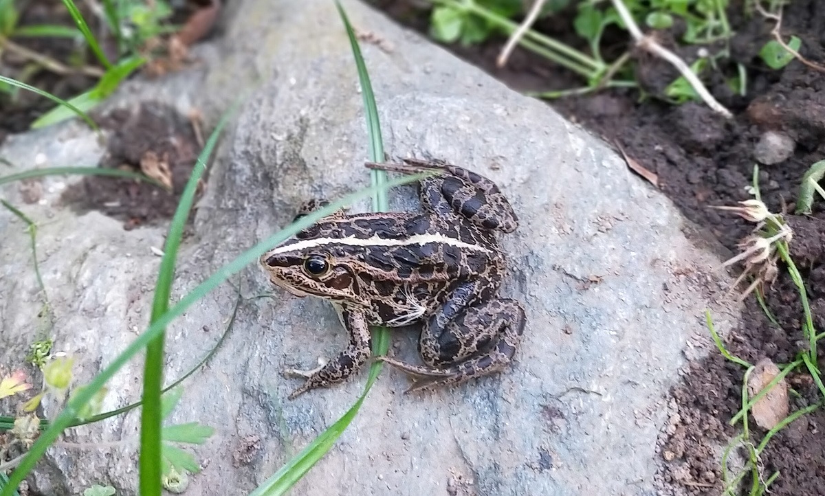 ♀のトウキョウダルマガエル