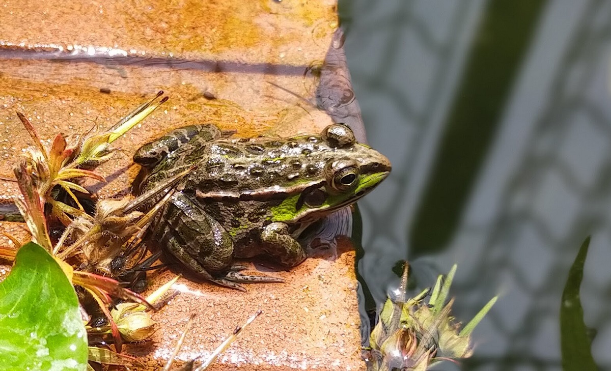 トウキョウダルマガエル