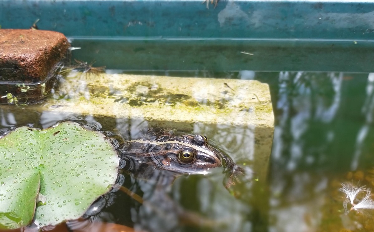 プラ舟に浮かぶトウキョウダルマガエル