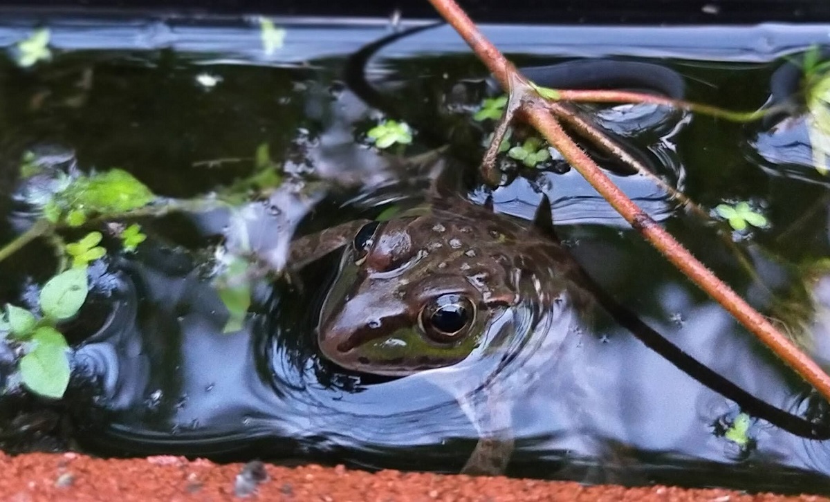 自ら顔を出すトウキョウダルマガエル