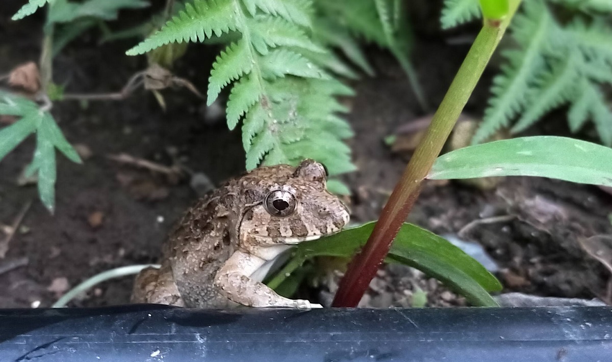 おとぼけ顔のヌマガエル