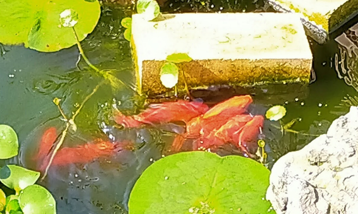 池の金魚の産卵