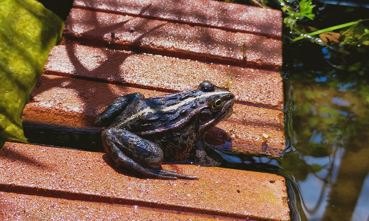 隙間に入れないトウキョウダルマガエル