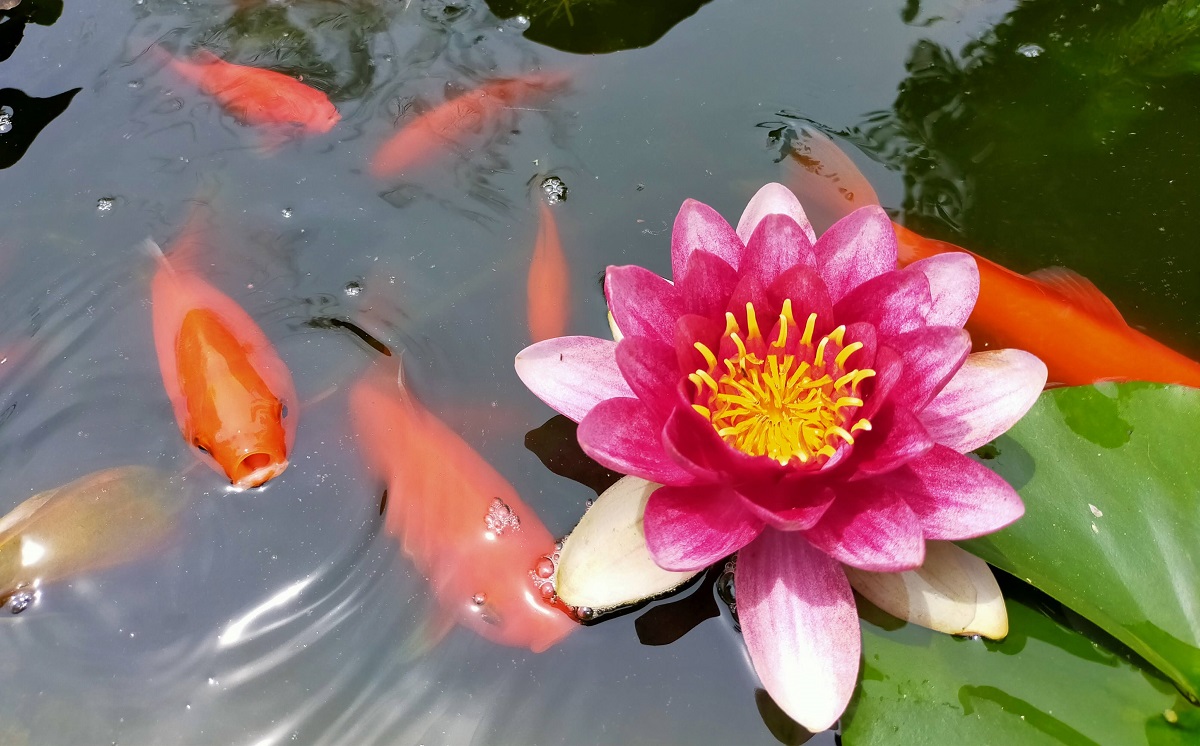 池の睡蓮と金魚