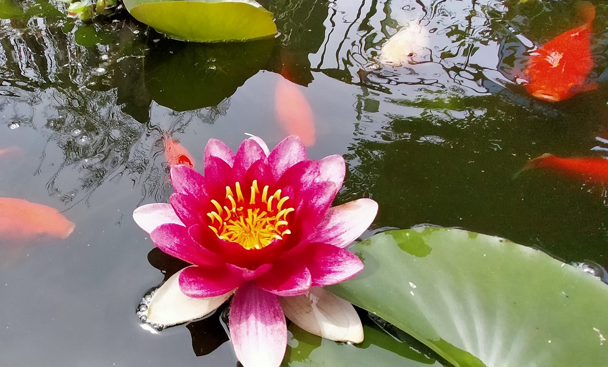 睡蓮の花と金魚