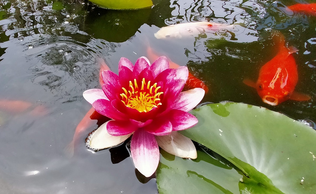 睡蓮の花と金魚