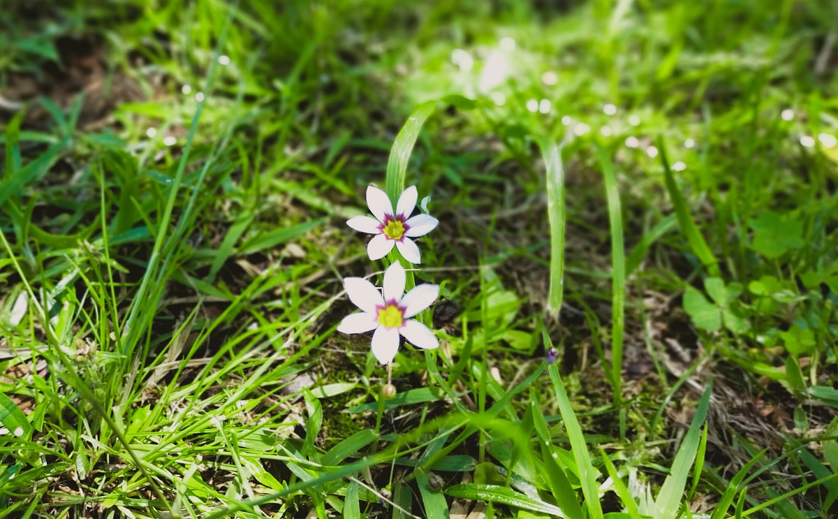 ニワゼキショウの花