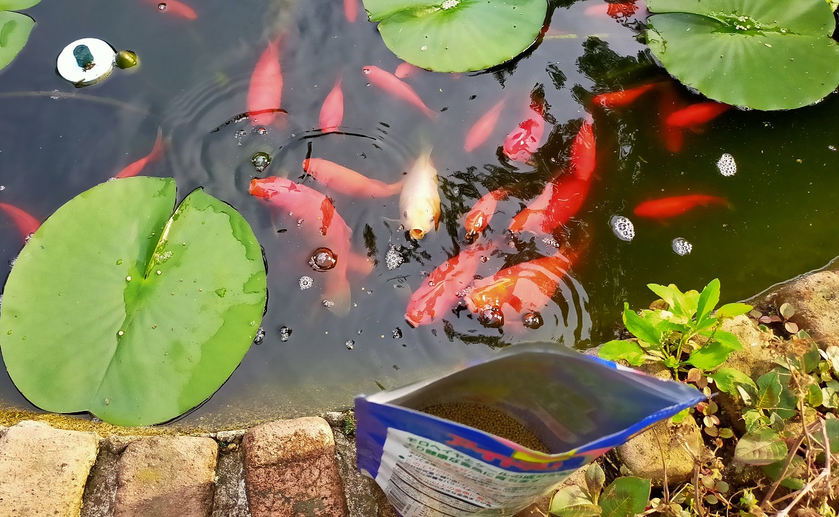 餌を欲しくて集まる池の金魚達