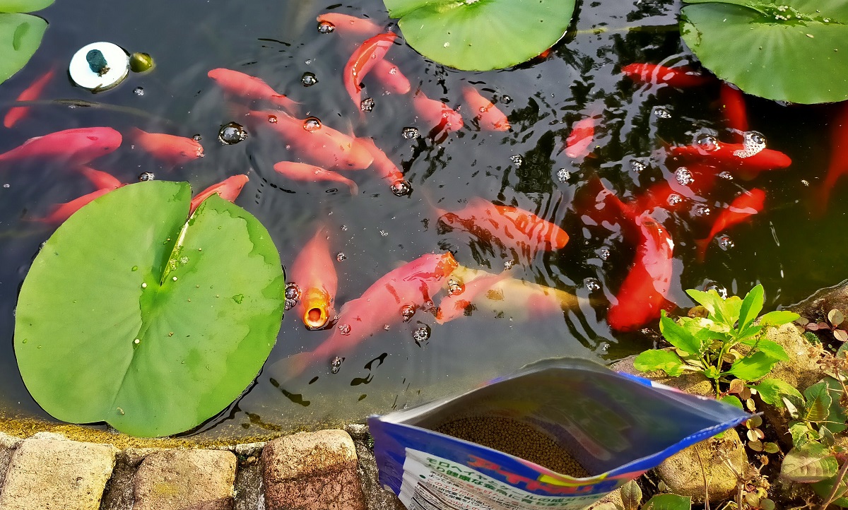 餌を欲しくて集まる池の金魚達