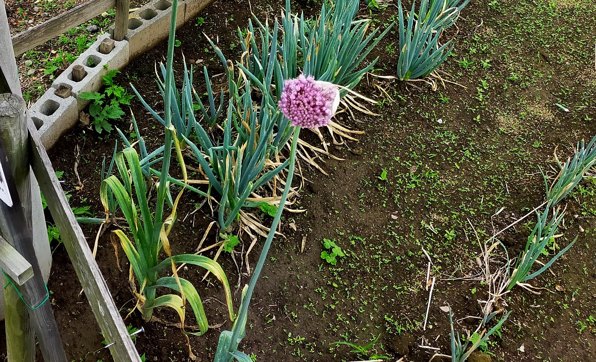 にんにくの花