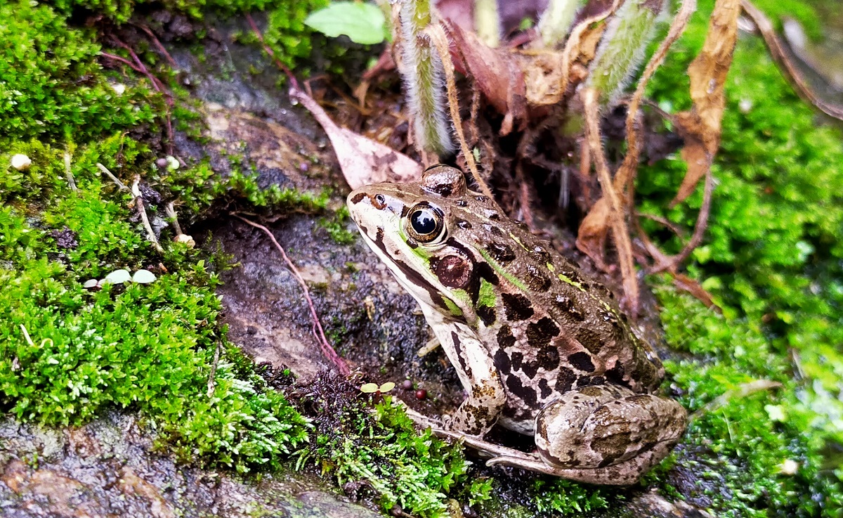 トウキョウダルマガエル