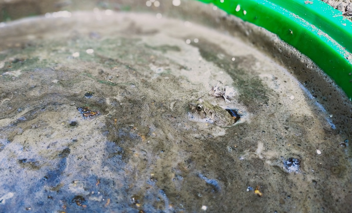 バケツ田んぼの泥水に入るヌマガエル