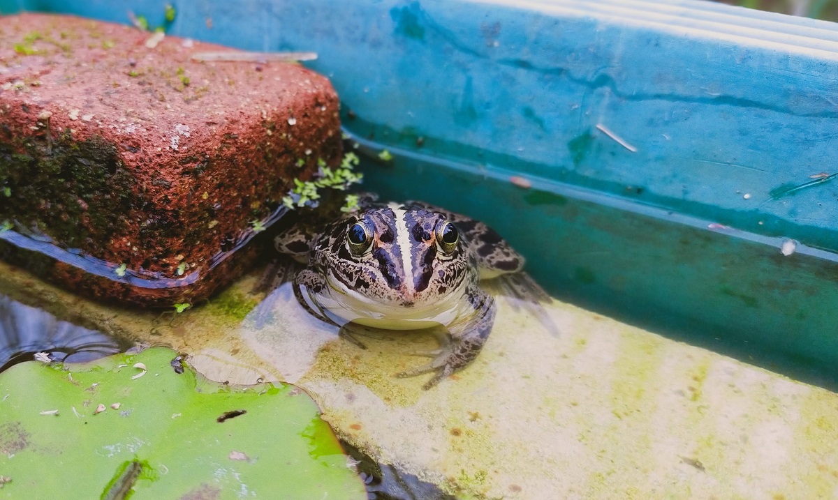 トウキョウダルマガエル(♀)