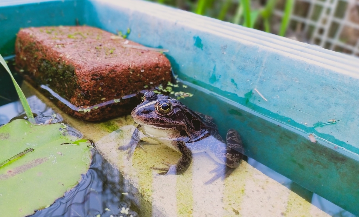 トウキョウダルマガエル