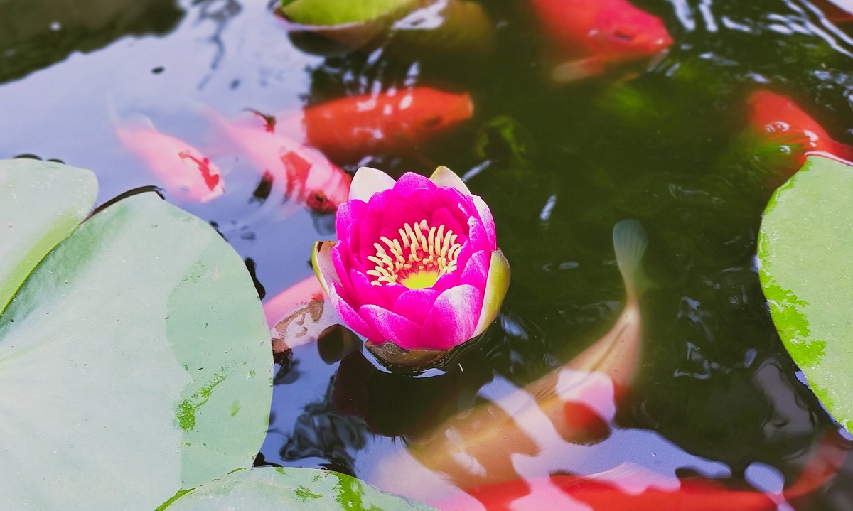 池にピンクの睡蓮の花