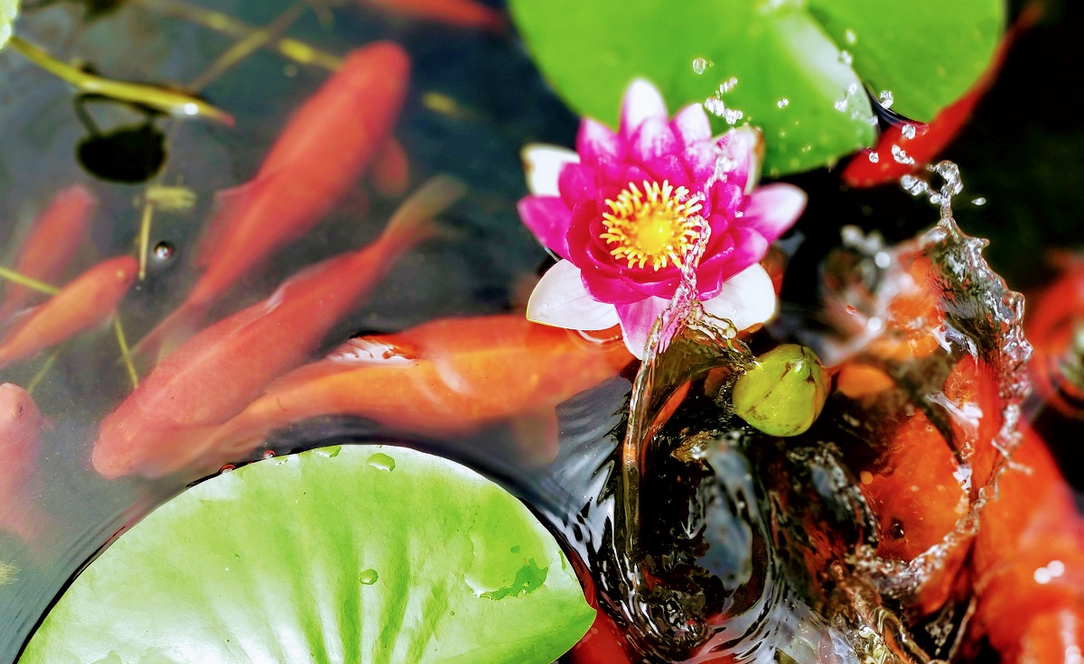 金魚とは 動植物の人気 最新記事を集めました はてな