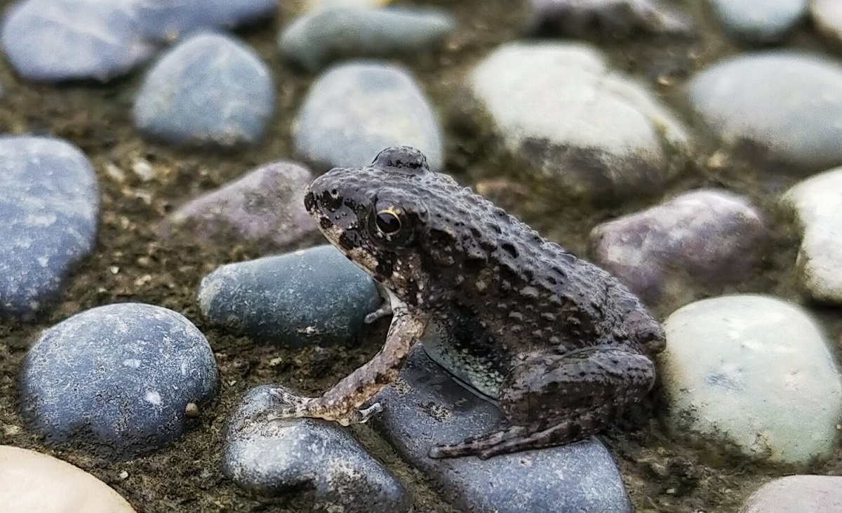 力尽きレシピ と そんなんでいんんだよ精神 もみじの備忘録 池にカエルと金魚と白メダカ 力尽きレシピ と そんなんでいんんだよ精神 もみじの備忘録 池にカエルと金魚と白メダカ