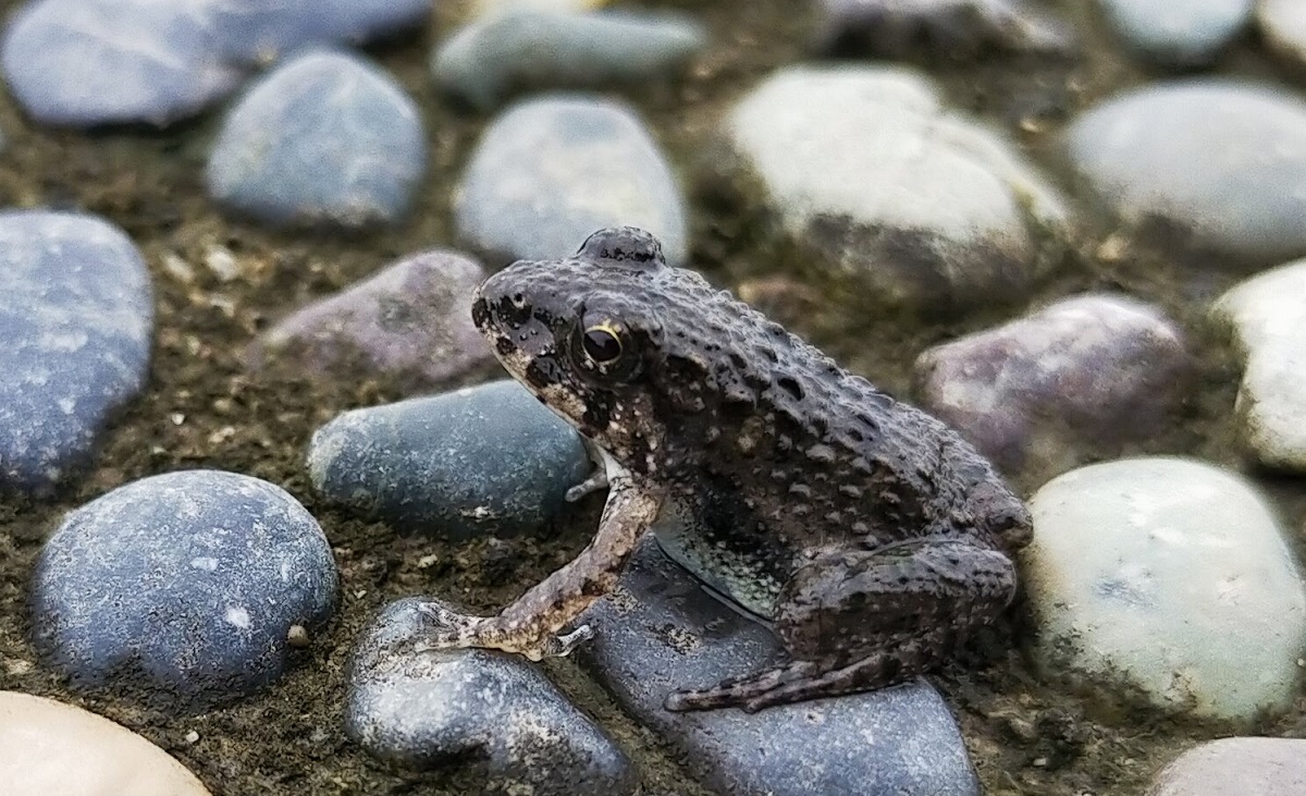 まだ小さいヌマガエル