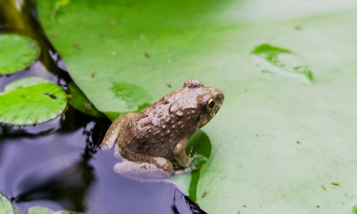 池の睡蓮の葉に乗る小さなヌマガエル