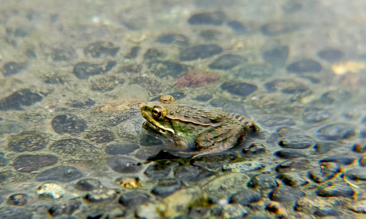 トウキョウダルマガエル