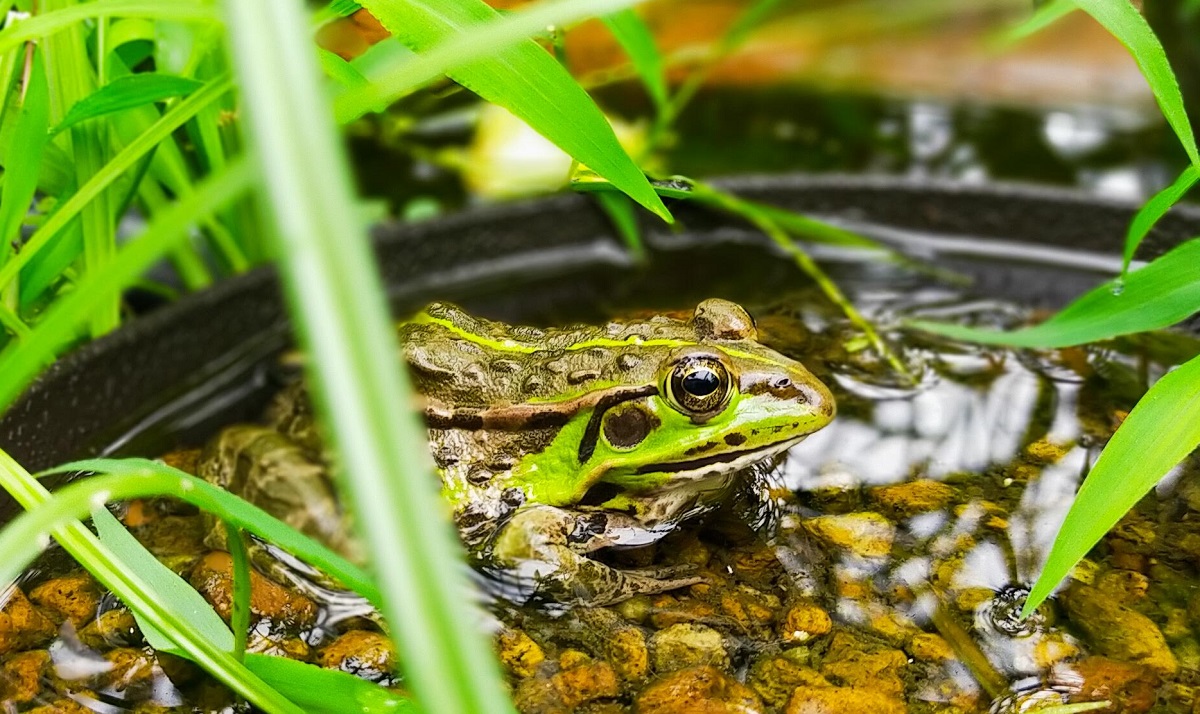 トウキョウダルマガエル