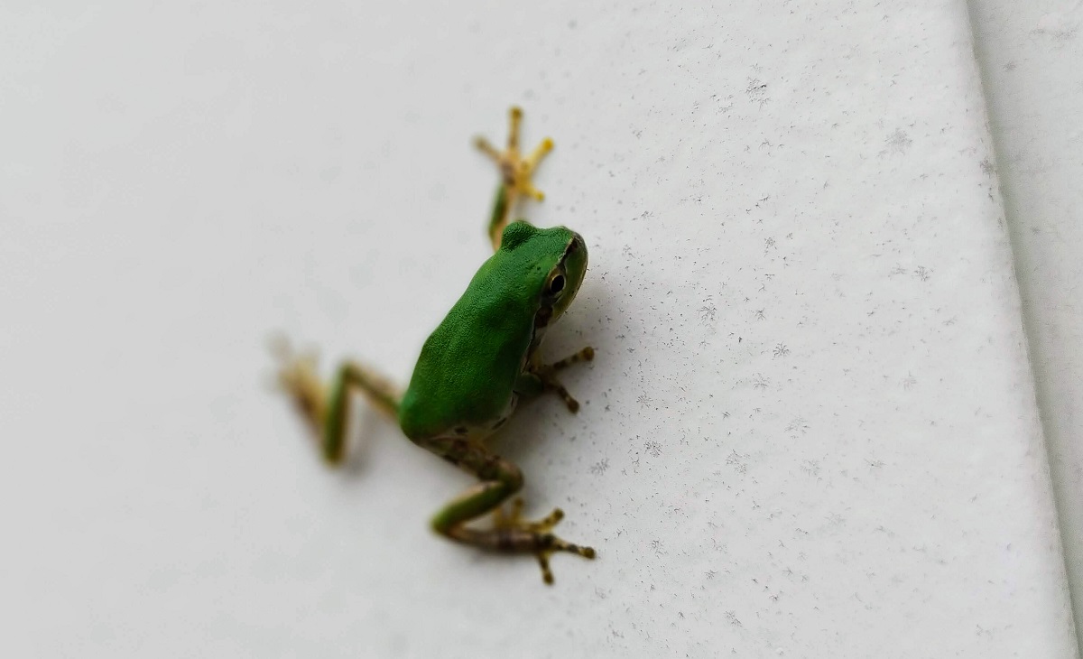 カエルの鳴き声がうるさい訴訟って 池にカエルと金魚と白メダカ