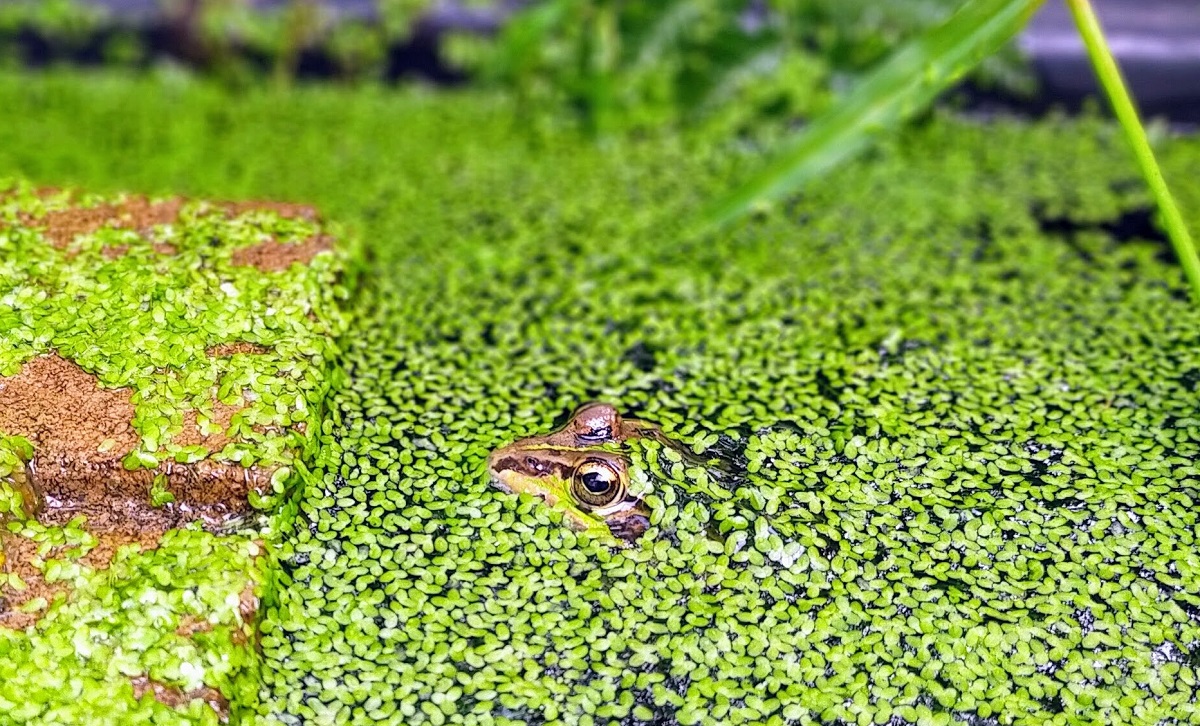 地獄の黙示録的なトウキョウダルマガエル。