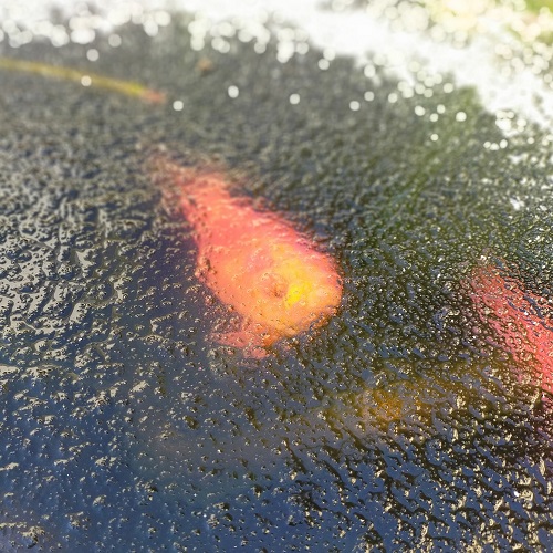 雪でも餌が欲しい金魚