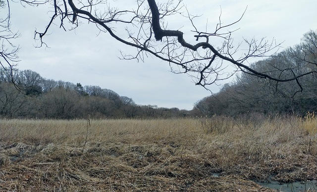 北本自然観察公園