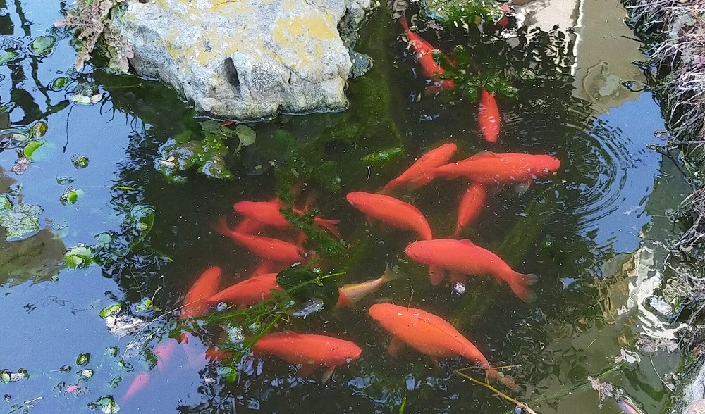 自作池の金魚達