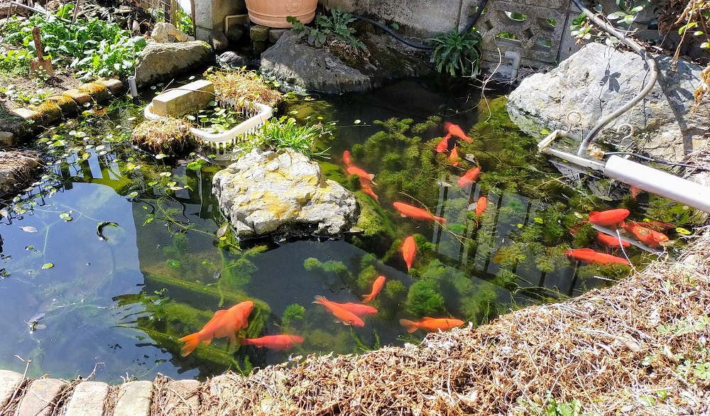 マツモが茂る自作池