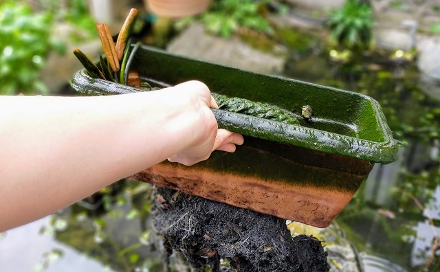 自作池の睡蓮植え替え