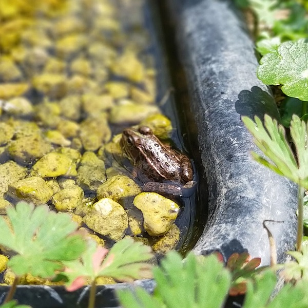 トウキョウダルマガエル