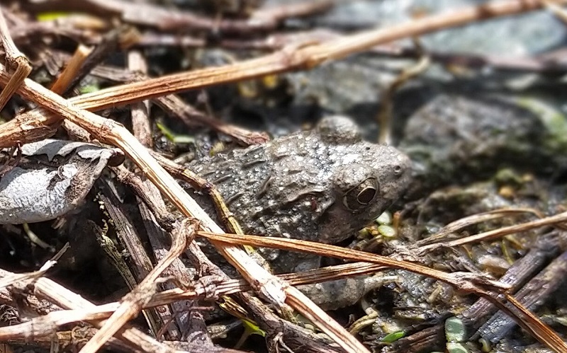 ヌマガエルのカチューシャ模様