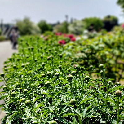 東松山ぼたん園