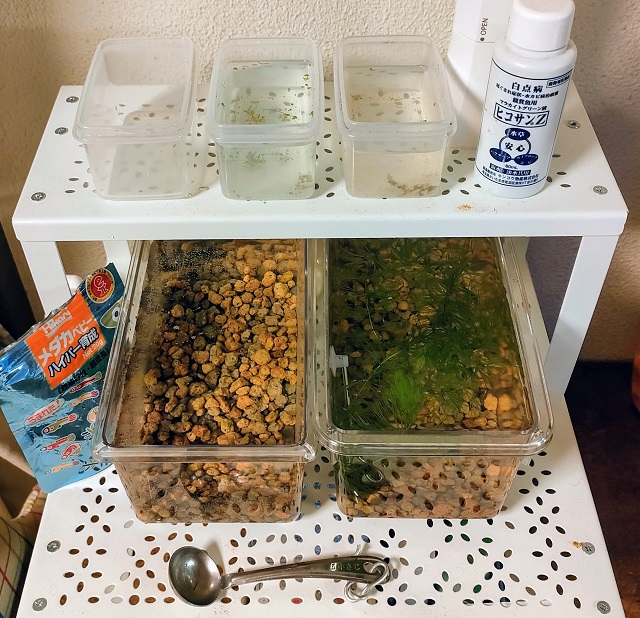 メダカ孵化ステーション22 もみじの備忘録 池にカエルと金魚と白メダカ メダカ孵化ステーション22 もみじの備忘録 池にカエルと金魚と白メダカ