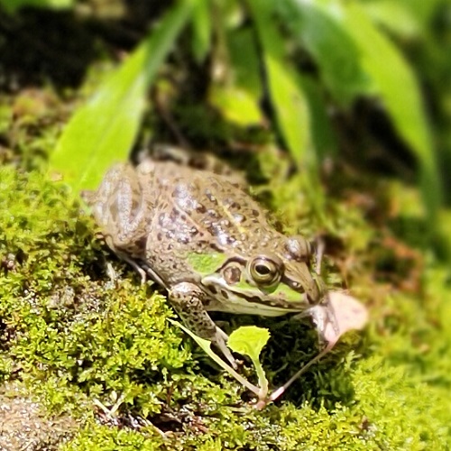 チビッ子トウキョウダルマガエル