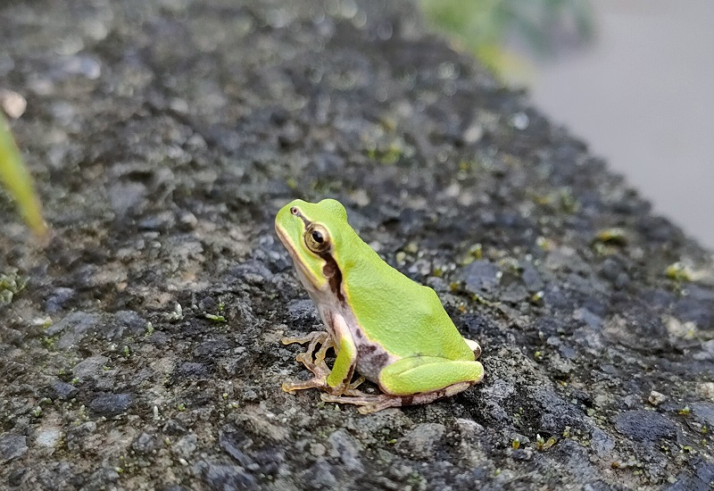 アマガエル