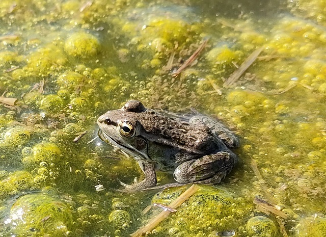 トウキョウダルマガエル