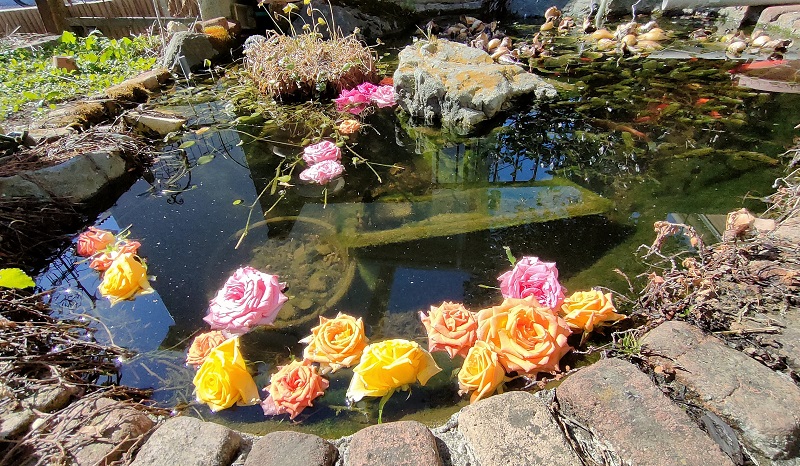 自作池の花手水