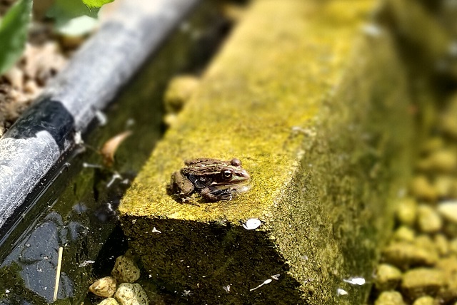 トウキョウダルマガエル