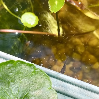 金魚の稚魚