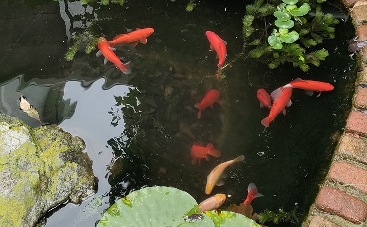 自作池の金魚達