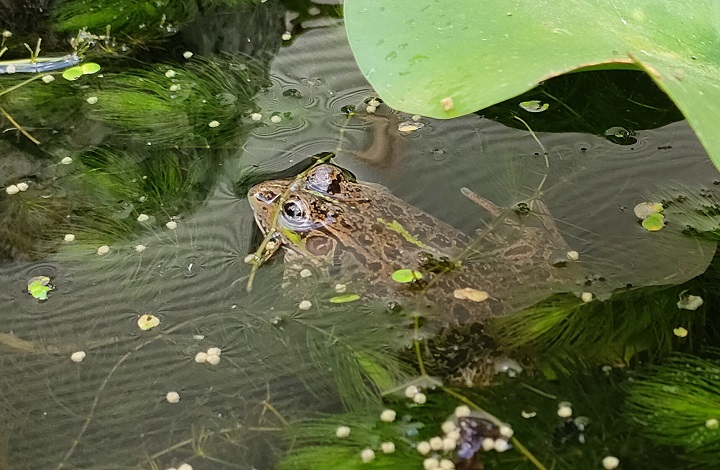 トウキョウダルマガエル