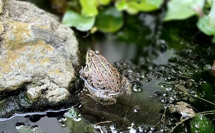 トウキョウダルマガエル