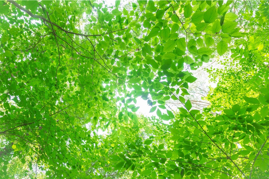 f:id:momitoro02:20190314192159j:image f:id:momitoro02:20190314192159j:image